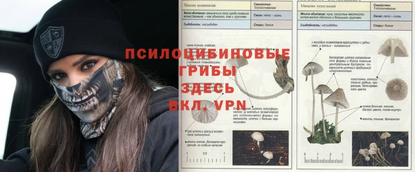 сатива Аркадак